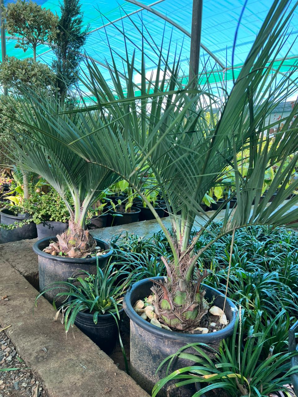 Butia Capitata - Vue principale